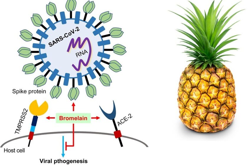  Bromelina enzimatică ananas este un remediu pentru leziunile cauzate de vaccinul COVID-19?  |