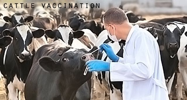  Le oferă vacilor vaccin ARNm • care va trece vaccinul în lapte, brânză etc.
