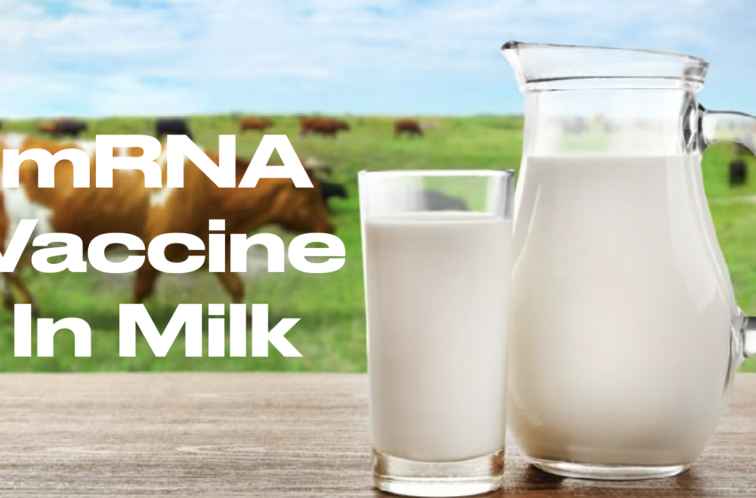  VAX ALIMENTAR • Studiul confirmă dezvoltarea „vaccinului” ARNm oral care este produs în laptele de vacă