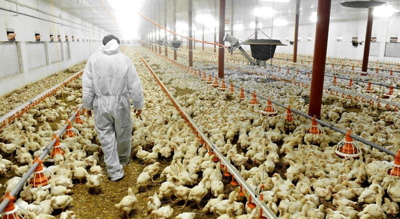  Ferma de ouă din Ohio sacrifică peste 1,3 milioane de pui pe fondul răspândirii gripei aviare